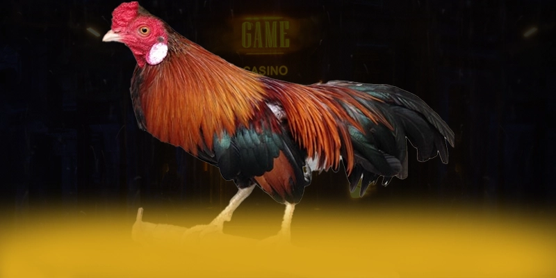 VWIN – Cổng game được đánh giá cao, được cộng đồng đánh giá tích cực.