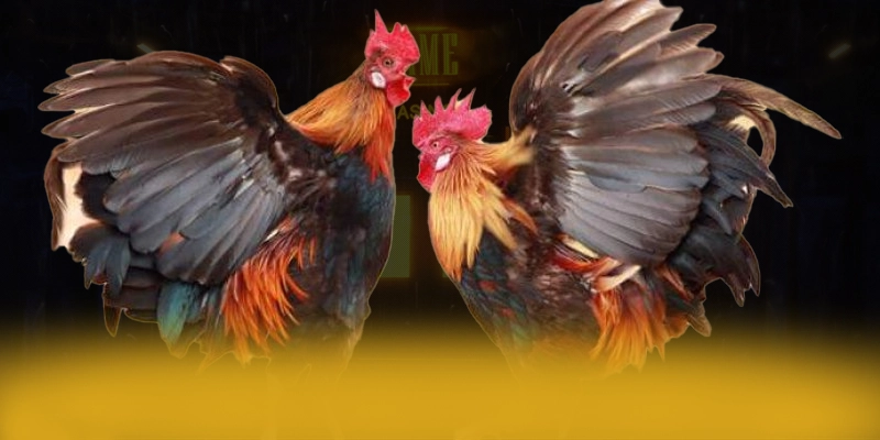 DAGA88 - Nhà cái được cấp phép 2025 – Đánh giá DAGA88