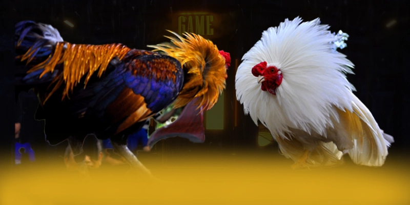 N88 - Thương hiệu với phần thưởng siêu lớn được giới cược thủ đánh giá cao – Tìm hiểu N88