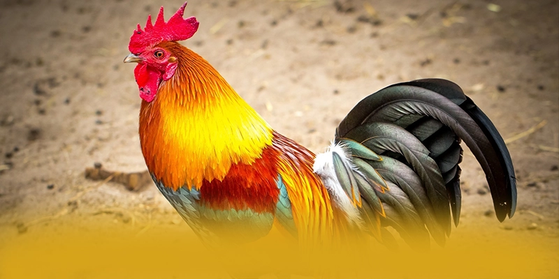 SUNWIN – Cổng giải trí có thưởng lớn, đang làm mưa làm gió trên thị trường.