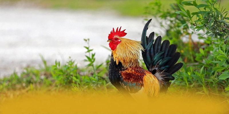 SUNWIN - Sân chơi ưu đãi khủng 2025 – Khám phá chi tiết SUNWIN