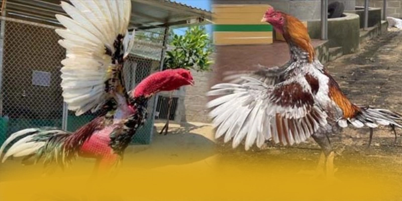 SUNWIN - Kết luận một cách tổng quan.