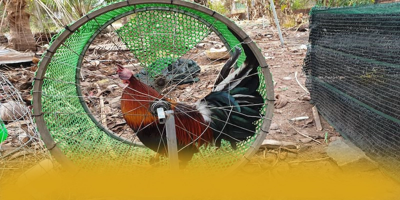 DAGA88 - Cổng trò chơi được cộng đồng săn đón được người chơi tin tưởng – Săn ngay DAGA88